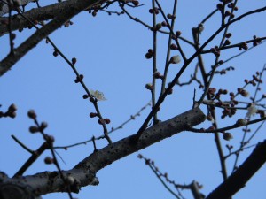 蔵の梅開花