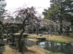 亀城公園　梅