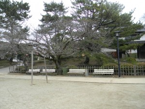 4 ベンチと桜