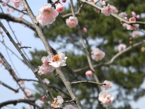 亀城公園　梅　大