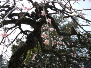 亀城公園　梅　中