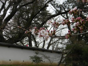 ２桜アップ