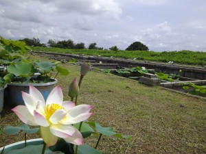 花蓮園 (1)