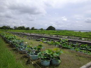 花蓮園 (2)