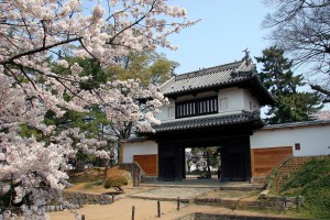 亀城公園桜②