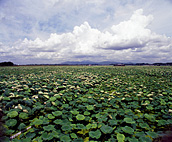 Flower Spot “Lotus Field”