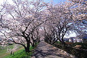 Flower Spot “Sakura River”