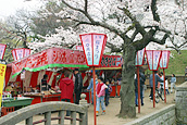 Tsuchiura Sakura Festival