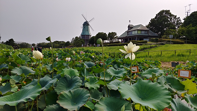 霞ヶ浦総合公園