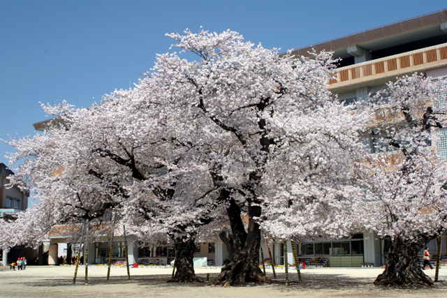 真鍋小学校