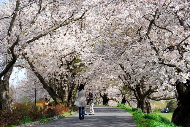 桜川