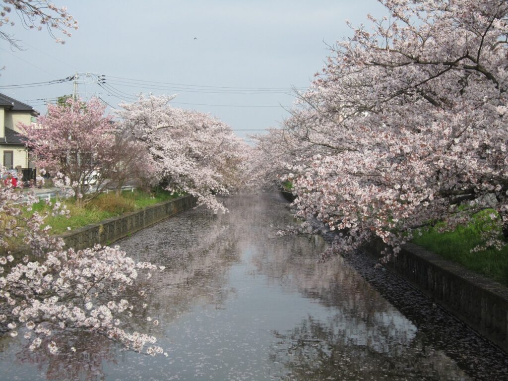 土浦桜まつり21 土浦市観光協会 土浦桜まつり21 土浦市観光協会