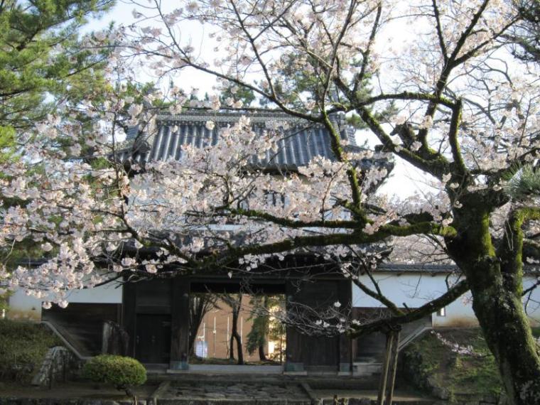 土浦のさくら 桜開花状況5 2 土浦市観光協会 土浦のさくら 桜開花状況5 2 土浦市観光協会