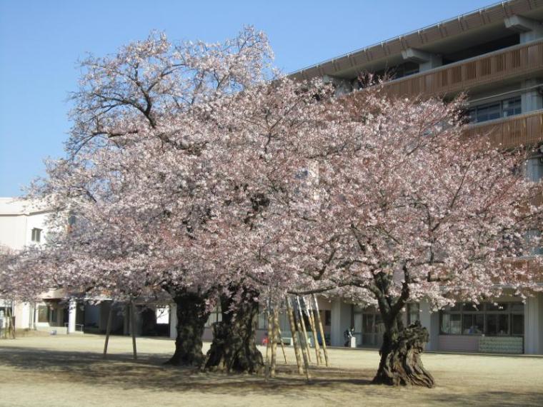 土浦のさくら 桜開花状況４ １ 土浦市観光協会