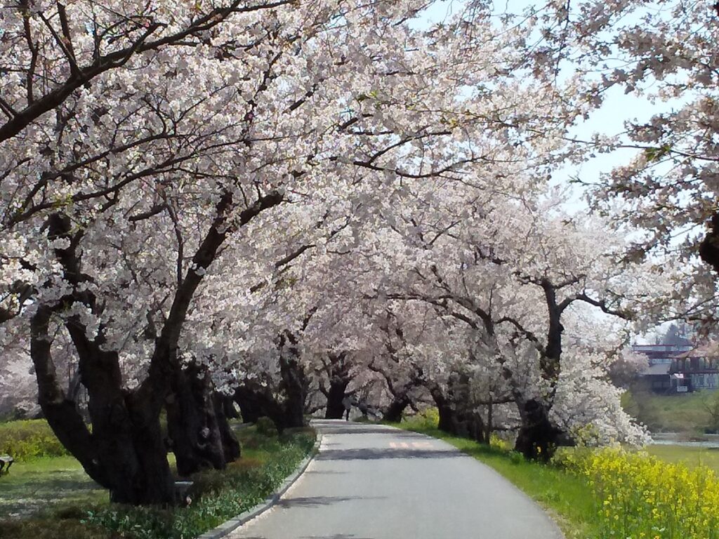 土浦のさくら 名所紹介 ２ 桜川堤 土浦市観光協会