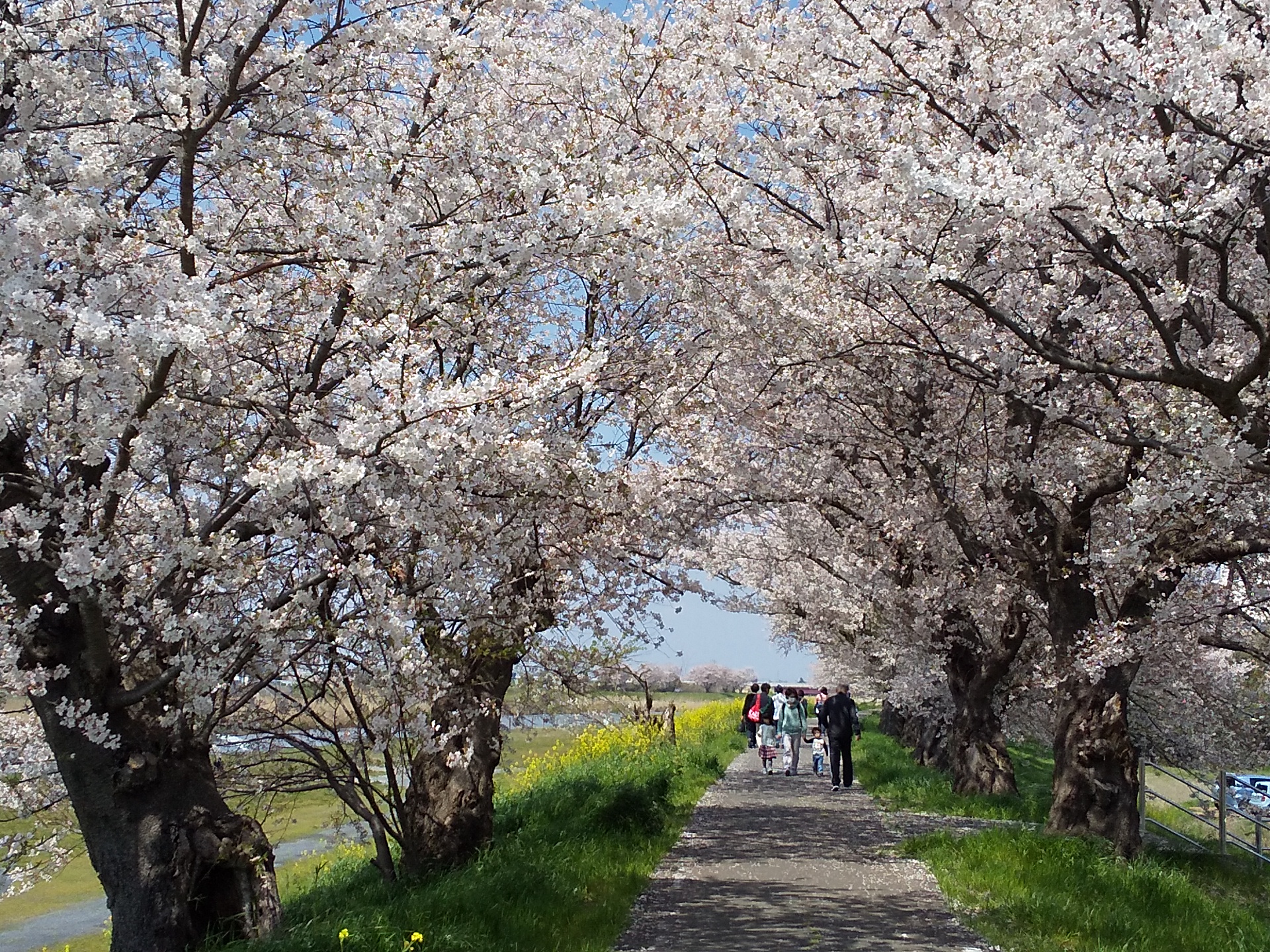 土浦のさくら 名所紹介 ２ 桜川堤 土浦市観光協会