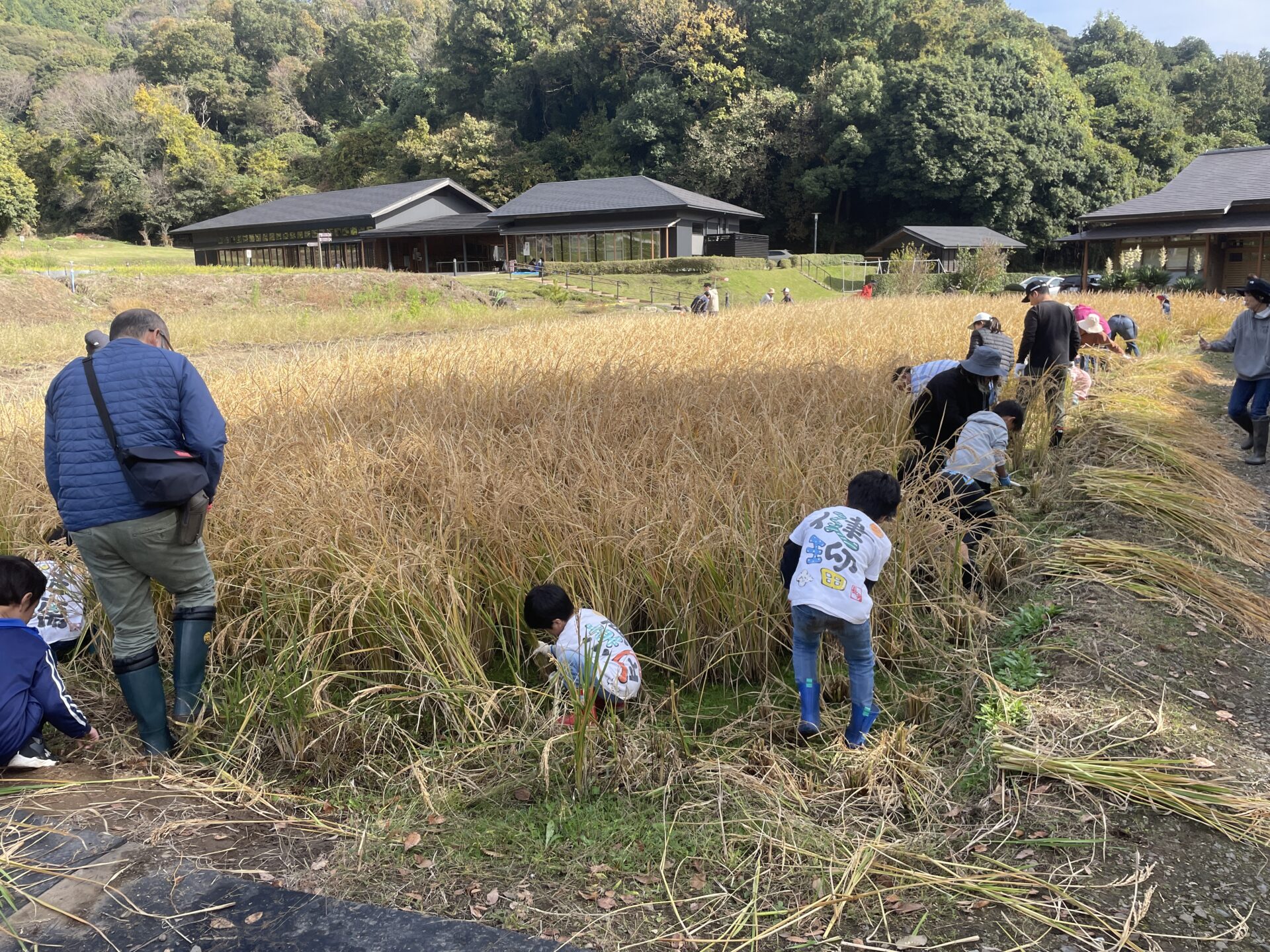 -小町の館- 稲刈り体験